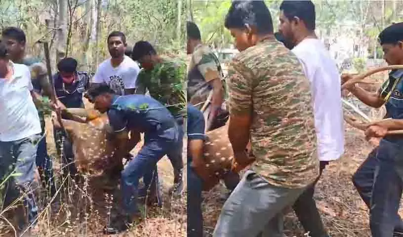 Hyderabad University परिसर में आवारा कुत्तों ने हिरणों पर किया हमला Hyderabad University परिसर में आवारा कुत्तों ने हिरणों पर किया हमला