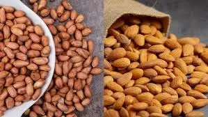 Health : बादाम या मूंगफली: सेहत के लिए कौन सा विकल्प बेहतर Health : बादाम या मूंगफली: सेहत के लिए कौन सा विकल्प बेहतर