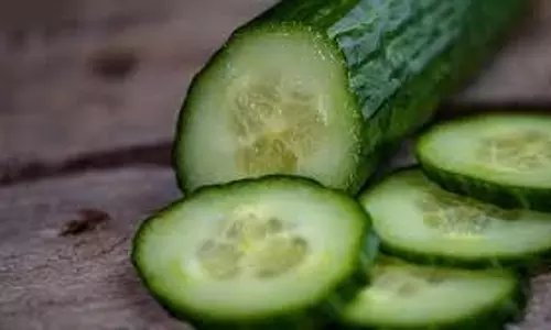 Health: गर्मियों में खीरे को अपनी डाइट में इस तरह करें शामिल, सेहत के लिए होगा फायदेमंद Health: गर्मियों में खीरे को अपनी डाइट में इस तरह करें शामिल, सेहत के लिए होगा फायदेमंद