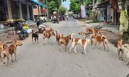 आवारा कुत्तों-मवेशियों के बीच टकराव से निपटने के लिए अलग नीति की घोषणा: Minister आवारा कुत्तों-मवेशियों के बीच टकराव से निपटने के लिए अलग नीति की घोषणा: Minister