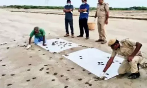 237 दुर्लभ कछुओं के बच्चे समुद्र में छोड़े गए