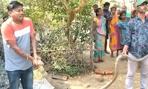 12 फीट का किंग कोबरा बिना प्रोटोकॉल के बचाया गया और छोड़ा गया