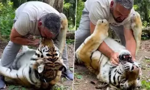 VIDEO: बाघ को किस करता दिखा शख्स, फिर जो हुआ... VIDEO: बाघ को किस करता दिखा शख्स, फिर जो हुआ...