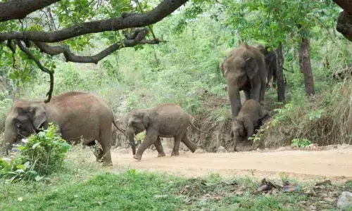 Kerala: अरलम में 14 और हाथियों को खदेड़ा गया Kerala: अरलम में 14 और हाथियों को खदेड़ा गया