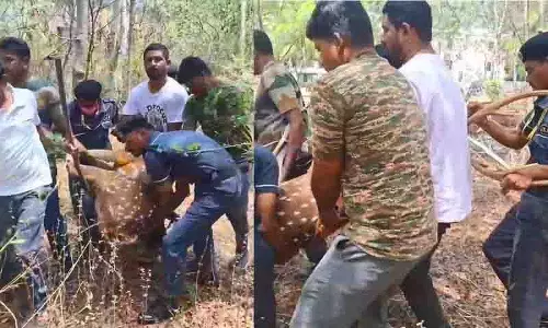 Hyderabad University परिसर में आवारा कुत्तों ने हिरणों पर किया हमला