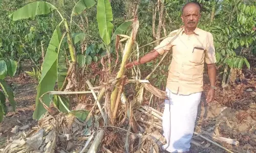 Kerala: तूफान आया और कई किसानों की फसलें नष्ट हो गई