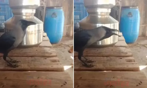 मराठी बोलने वाला कौआ, इस VIDEO ने इंटरनेट पर मचाया तहलका