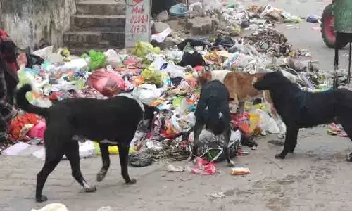 MC ने दोराहा में कॉलेज रोड से कूड़ा उठाया MC ने दोराहा में कॉलेज रोड से कूड़ा उठाया