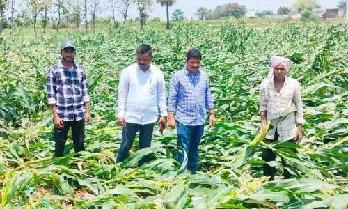 बेमौसम बारिश के कारण Telangana के कई जिलों में फसलों को भारी नुकसान हुआ