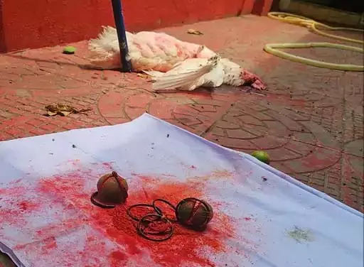 मुर्गे की बलि देकर परिवार को खत्म करने की साजिश, शिकायत पर पुलिस ने शुरू की जांच मुर्गे की बलि देकर परिवार को खत्म करने की साजिश, शिकायत पर पुलिस ने शुरू की जांच