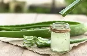 Hair Care: गर्मियों में बालों पर एलोवेरा जेल लगाने से मिलेंगे कई फायदे, जरूर अपनाएं ये टिप्स Hair Care: गर्मियों में बालों पर एलोवेरा जेल लगाने से मिलेंगे कई फायदे, जरूर अपनाएं ये टिप्स