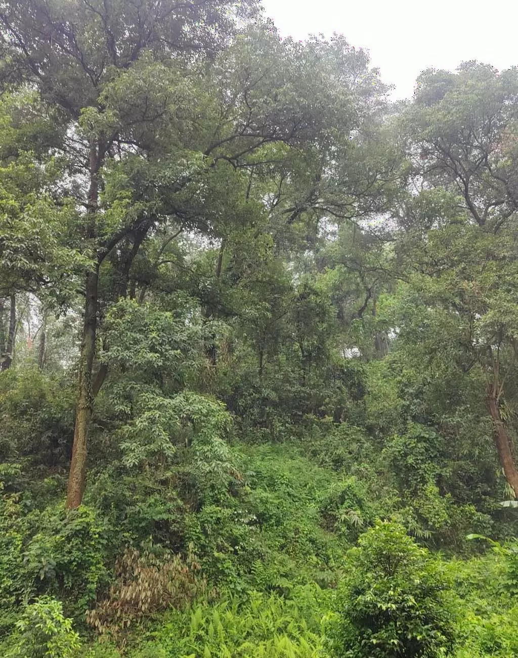 Karnataka: बेमौसम बारिश ने जंगल की आग पर रोक लगाई Karnataka: बेमौसम बारिश ने जंगल की आग पर रोक लगाई