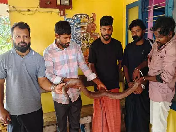 Kannur में दो-पंजे वाला सैंड बोआ अवैध रूप से रखने के आरोप में पांच लोग गिरफ्तार Kannur में दो-पंजे वाला सैंड बोआ अवैध रूप से रखने के आरोप में पांच लोग गिरफ्तार