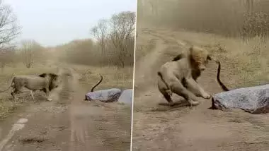 शेर का हुआ किंग कोबरा से सामना, देखें वायरल VIDEO शेर का हुआ किंग कोबरा से सामना, देखें वायरल VIDEO