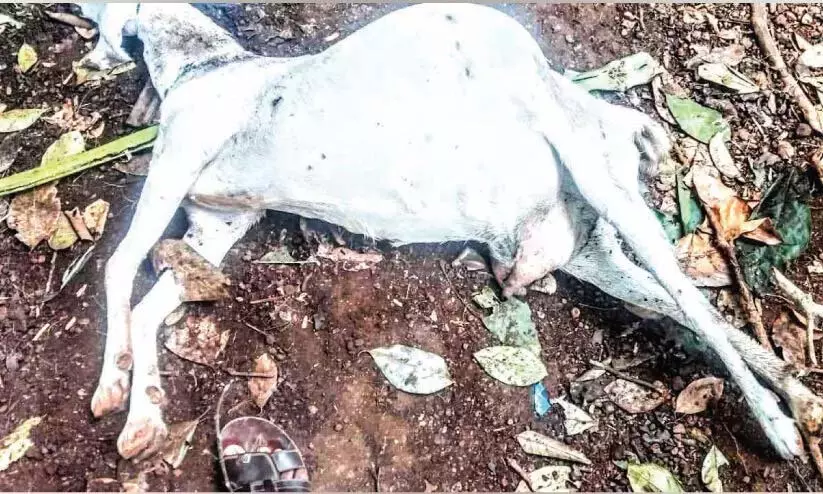 Kerala: अंबालाकाडु में बाघ पर छह भेड़ों को मारने का संदेह Kerala: अंबालाकाडु में बाघ पर छह भेड़ों को मारने का संदेह