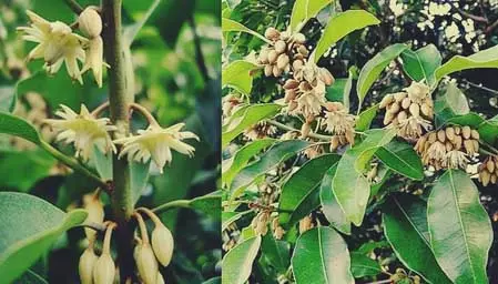 केवल खूबसूरत नहीं स्वास्थ्य के लिए भी उत्तम मौलश्री, दांत से लेकर पेट की बीमारी का है परम शत्रु केवल खूबसूरत नहीं स्वास्थ्य के लिए भी उत्तम मौलश्री, दांत से लेकर पेट की बीमारी का है परम शत्रु