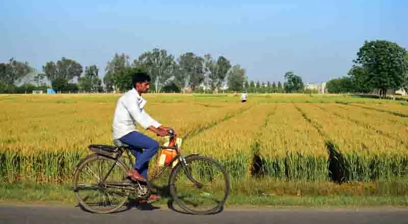 Ludhiana: गेहूं की कटाई अभी बाकी, खरीद की पूरी तैयारी Ludhiana: गेहूं की कटाई अभी बाकी, खरीद की पूरी तैयारी