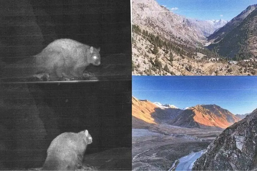 Himachal में उड़ने वाली गिलहरी का पहला फोटोग्राफिक रिकॉर्ड Himachal में उड़ने वाली गिलहरी का पहला फोटोग्राफिक रिकॉर्ड