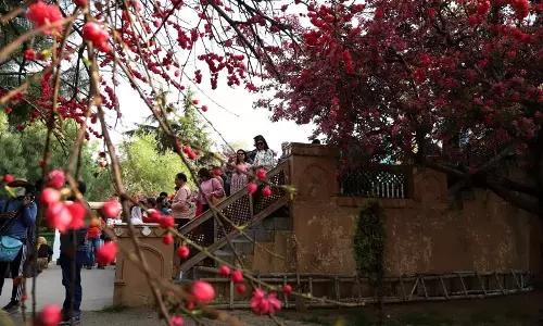 CM Omar अब्दुल्ला ने बादामवारी उद्यान में बादाम खिलने के उत्सव का उद्घाटन किया