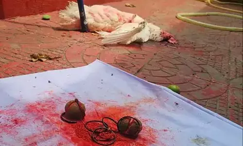 मुर्गे की बलि देकर परिवार को खत्म करने की साजिश, शिकायत पर पुलिस ने शुरू की जांच मुर्गे की बलि देकर परिवार को खत्म करने की साजिश, शिकायत पर पुलिस ने शुरू की जांच
