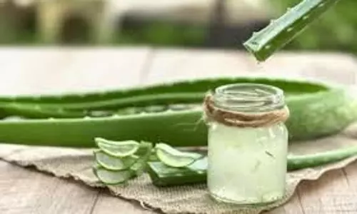 Hair Care: गर्मियों में बालों पर एलोवेरा जेल लगाने से मिलेंगे कई फायदे, जरूर अपनाएं ये टिप्स Hair Care: गर्मियों में बालों पर एलोवेरा जेल लगाने से मिलेंगे कई फायदे, जरूर अपनाएं ये टिप्स