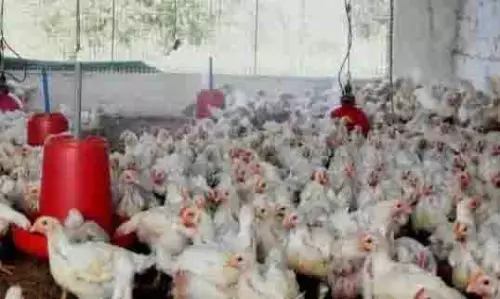 Bird Flu: केंद्रीय टीम ने जांच के लिए 20 नमूने एकत्र किए Bird Flu: केंद्रीय टीम ने जांच के लिए 20 नमूने एकत्र किए
