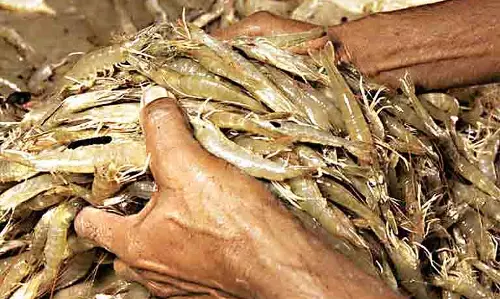 टैरिफ से झींगा की कीमतों में गिरावट, Andhra के किसान प्रभावित