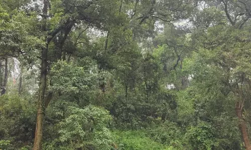 Karnataka: बेमौसम बारिश ने जंगल की आग पर रोक लगाई