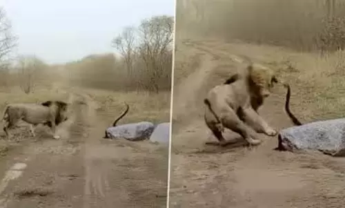 शेर का हुआ किंग कोबरा से सामना, देखें वायरल VIDEO