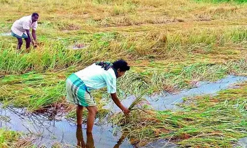 Telangana में भारी बारिश से फसलें नष्ट