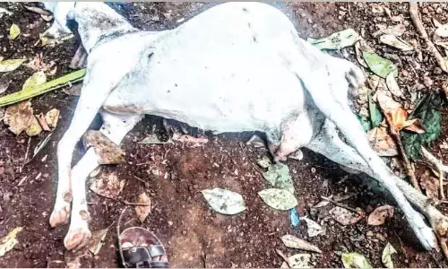 Kerala: अंबालाकाडु में बाघ पर छह भेड़ों को मारने का संदेह Kerala: अंबालाकाडु में बाघ पर छह भेड़ों को मारने का संदेह