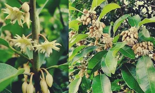 केवल खूबसूरत नहीं स्वास्थ्य के लिए भी उत्तम मौलश्री, दांत से लेकर पेट की बीमारी का है परम शत्रु केवल खूबसूरत नहीं स्वास्थ्य के लिए भी उत्तम मौलश्री, दांत से लेकर पेट की बीमारी का है परम शत्रु