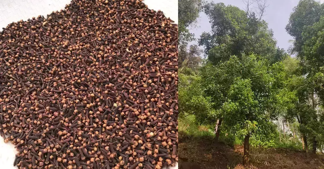 Kerala : थलनाड लौंग को जीआई टैग मिला वैश्विक मसाला बाजार में नया पसंदीदा बन गया Kerala : थलनाड लौंग को जीआई टैग मिला वैश्विक मसाला बाजार में नया पसंदीदा बन गया