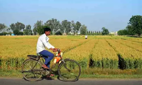 Ludhiana: गेहूं की कटाई अभी बाकी, खरीद की पूरी तैयारी