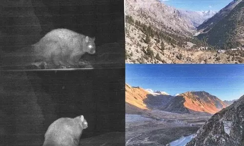 Himachal में उड़ने वाली गिलहरी का पहला फोटोग्राफिक रिकॉर्ड Himachal में उड़ने वाली गिलहरी का पहला फोटोग्राफिक रिकॉर्ड