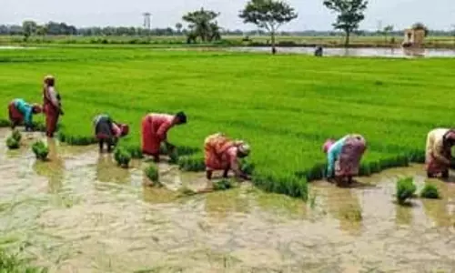 TN के डेल्टा क्षेत्र के किसान अंतरिम फसल के रूप में ग्रीष्मकालीन धान की खेती कर रहे