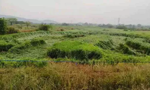 Karimnagar में बेमौसम बारिश के कारण धान की फसल समय से पहले काटने को मजबूर किसान