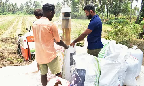 Nuvem के किसानों ने बंजर खेतों में धान की मध्यम फसल काटी