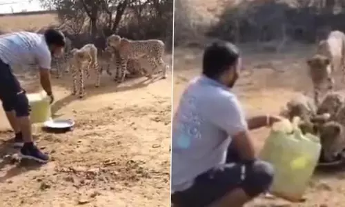 कुनो नेशनल पार्क के पास तेंदुओं को पानी पिलाता दिखा शख्स, VIDEO वायरल