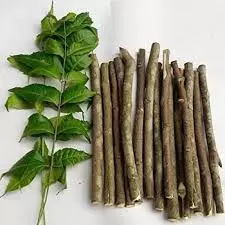 Health: अपने दांतों को बनाएं सफेद और मजबूत, इन 5 पेड़ों की टहनियों से करें दांत साफ Health: अपने दांतों को बनाएं सफेद और मजबूत, इन 5 पेड़ों की टहनियों से करें दांत साफ