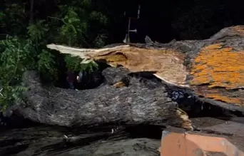 उत्तर प्रदेश: कुशीनगर में नीम का पेड़ गिरा, दो लोगों की मौत और तीन घायल उत्तर प्रदेश: कुशीनगर में नीम का पेड़ गिरा, दो लोगों की मौत और तीन घायल