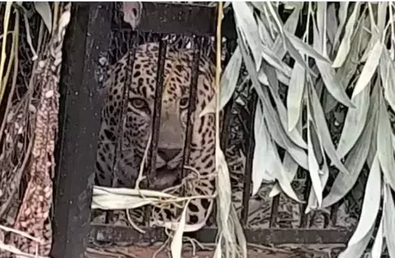 तिरुपति में SVU कैंपस में तेंदुआ पकड़ा गया तिरुपति में SVU कैंपस में तेंदुआ पकड़ा गया