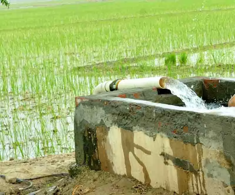 Punjab: असमय धान की रोपाई से जल संकट बढ़ने की आशंका Punjab: असमय धान की रोपाई से जल संकट बढ़ने की आशंका