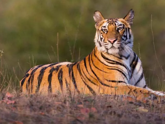 Odisha: अखिल भारतीय बाघ गणना 2026 की गणना अक्टूबर में शुरू होगी Odisha: अखिल भारतीय बाघ गणना 2026 की गणना अक्टूबर में शुरू होगी