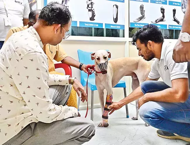 Visakhapatnam: मेडटेक जोन में पालतू जानवरों के लिए कृत्रिम अंग लगाने की प्रक्रिया शुरू Visakhapatnam: मेडटेक जोन में पालतू जानवरों के लिए कृत्रिम अंग लगाने की प्रक्रिया शुरू