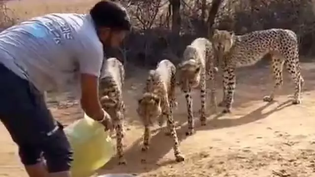कुनो नेशनल पार्क: चीतों को पानी पिलाते हुए उनके बगल में बैठा एक व्यक्ति कुनो नेशनल पार्क: चीतों को पानी पिलाते हुए उनके बगल में बैठा एक व्यक्ति