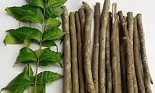 Health: अपने दांतों को बनाएं सफेद और मजबूत, इन 5 पेड़ों की टहनियों से करें दांत साफ