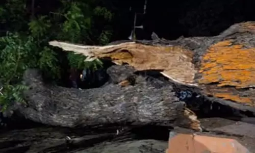 उत्तर प्रदेश: कुशीनगर में नीम का पेड़ गिरा, दो लोगों की मौत और तीन घायल