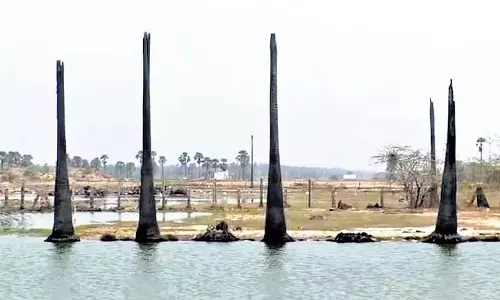 अवैध जल तालाबों को ध्वस्त करने में देरी से Andhra के कोनासीमा में कृषि बर्बाद