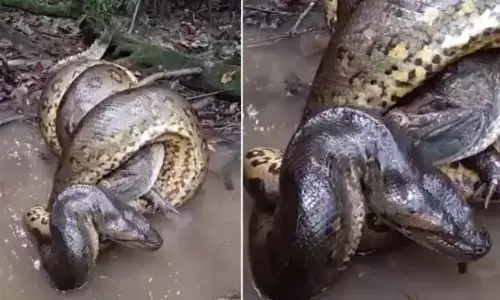एनाकोंडा ने मगरमच्छ पर किया ऐसा हमला, देखें VIDEO